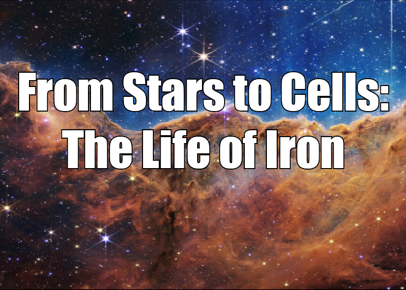 From Stars to Cells: The Life of Iron - new temporary exhibition for 2024