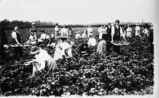 Black and white photograph of pit girls picking strawberries in a strawberry field.