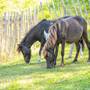 Pit Ponies to visit Blists Hill Victorian Town