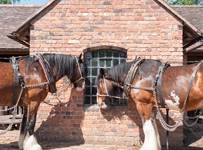 Pair of horses stood in a victorian stable yard, wearing industrial harnesses.