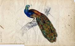 Watercolour showing peacock on a branch, painted by Coalport artist John Randall.