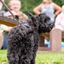 POSTPONED - Victorian Dog Show