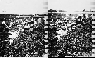Shroppies At Harlington, 1906.